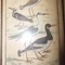 Антикварные гравюры "Птицы"