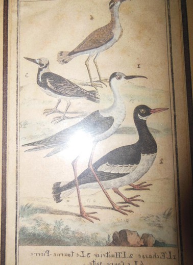 старинный набор акварельных гравюр, 19 век