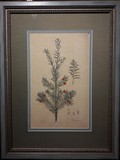 Engraving "taxus baccata"