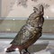 Венская бронза, статуэтка «Попугай»