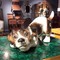 porcelain Jack Russell terrier