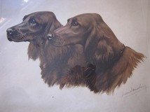 Antique engraving "Irish Setters"