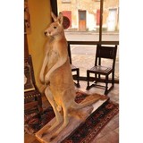 Antique stuffed  kangaroo