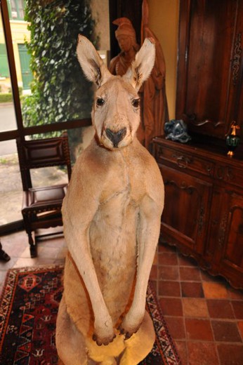 Антикварное чучело  кенгуру
