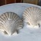 Antique plaster pair shells