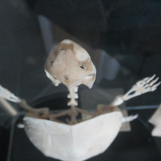 skeleton and tortoise shell