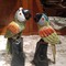 Figures of parrots