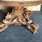 Antique hunting style dining table