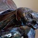 Vintage sculpture "Turtle"