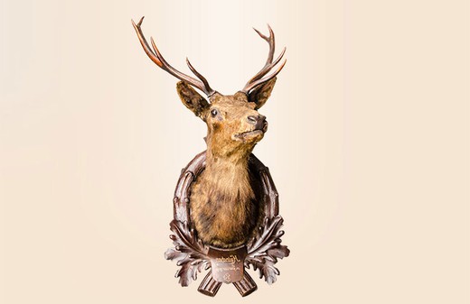 антикварная голова оленя, 1900 год