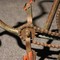 Antique bicycle