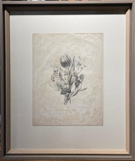 Антикварная гравюра "Композиция с тюльпаном и нарциссом"