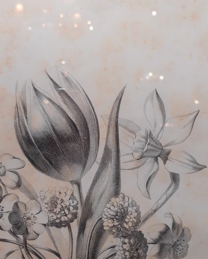 Антикварная гравюра "Композиция с тюльпаном и нарциссом"