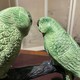 Антикварная скульптура «Пара попугаев Амазон»