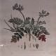 Антикварная гравюра «Erodium moschatum»
