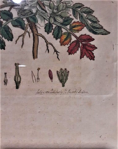 Antique engraving "Erodium moschatum"