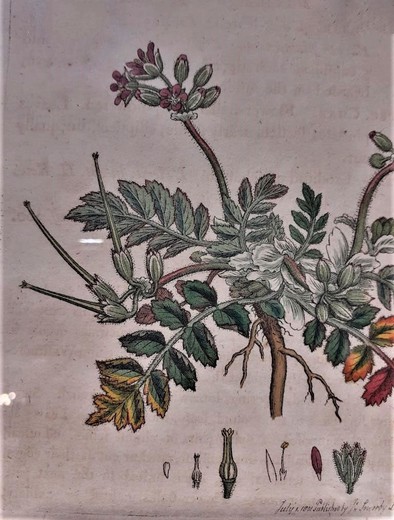 Антикварная гравюра «Erodium moschatum»