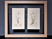 Antique engraving "Varieties of sedge"