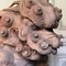 Antique sculpture "Dog Fo"