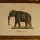 Сет антикварных гравюр "Животный мир"