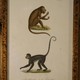Set of antique prints "Animal world"