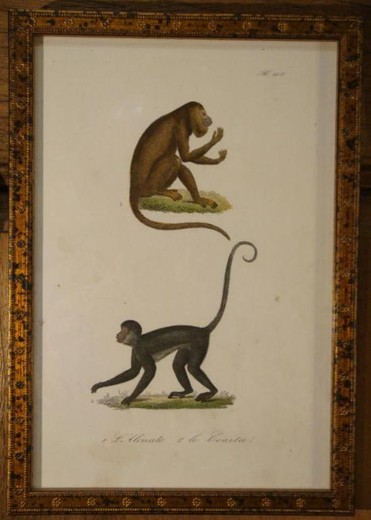 Сет антикварных гравюр "Животный мир"