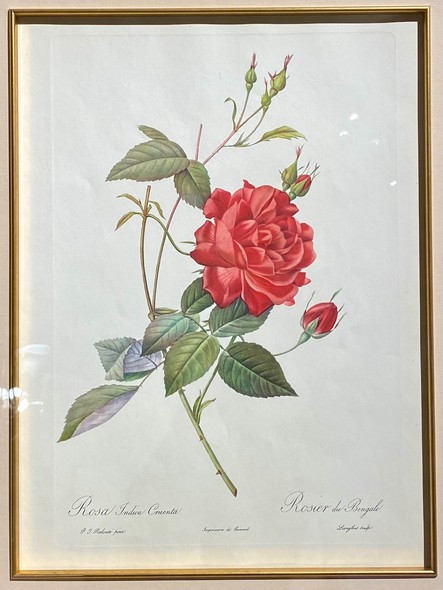Антикварная гравюра «Кровавая роза»