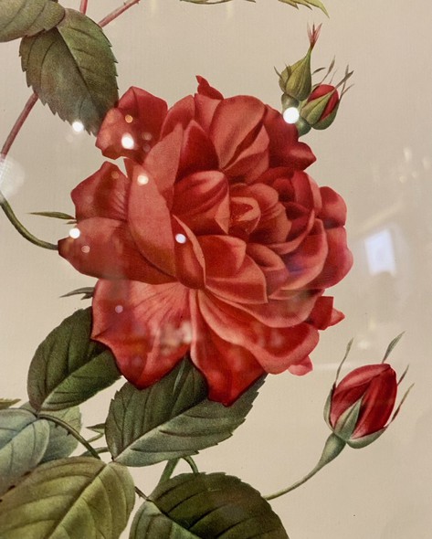 Antique engraving "Bloody Rose"