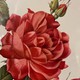 Антикварная гравюра "Кровавая роза"