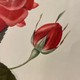 Антикварная гравюра "Кровавая роза"