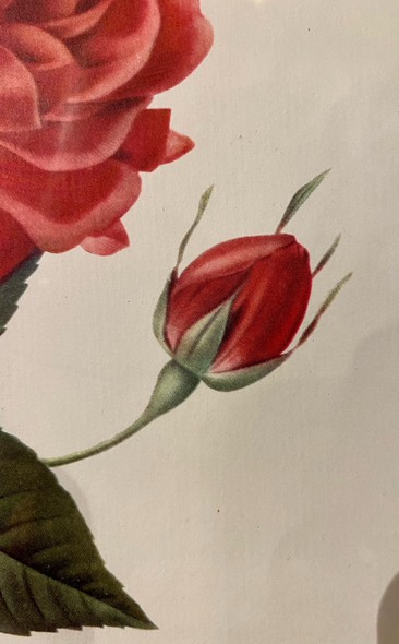 Antique engraving "Bloody Rose"