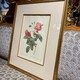 Antique lithography Boursault rose