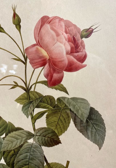 Антикварная гравюра "Роза Бурсо"