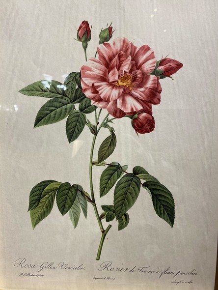 Antique engraving "Rosa Gallica"