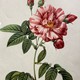 Антикварная гравюра "Роза Галлика"
