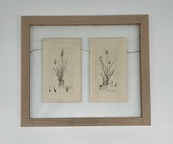 Vintage paired engravings "Carex"