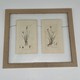Vintage paired engravings "Carex"