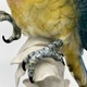 Antique Parrot sculpture