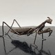 Antique Praying Mantis