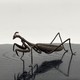 Antique Praying Mantis