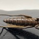 Antique Praying Mantis
