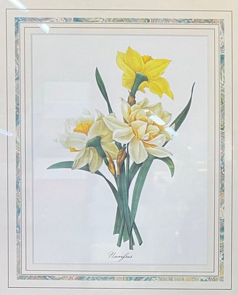 Paired engravings "Daffodils and Irises"