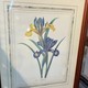 Paired engravings "Daffodils and Irises"