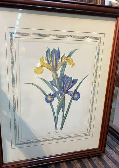 Paired engravings "Daffodils and Irises"