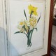 Paired engravings "Daffodils and Irises"