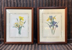 Paired engravings "Daffodils and Irises"
