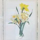 Paired engravings "Daffodils and Irises"