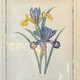 Paired engravings "Daffodils and Irises"