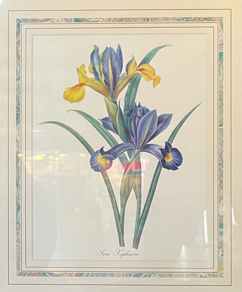 Paired engravings "Daffodils and Irises"