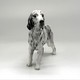 Vintage "Setter"